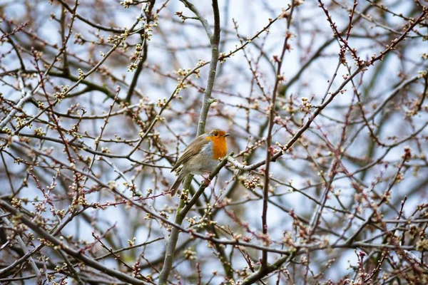 背景がぼやけている枝の上に巣を作っているヨーロッパのロビン鳥の美しいショット — ストック写真