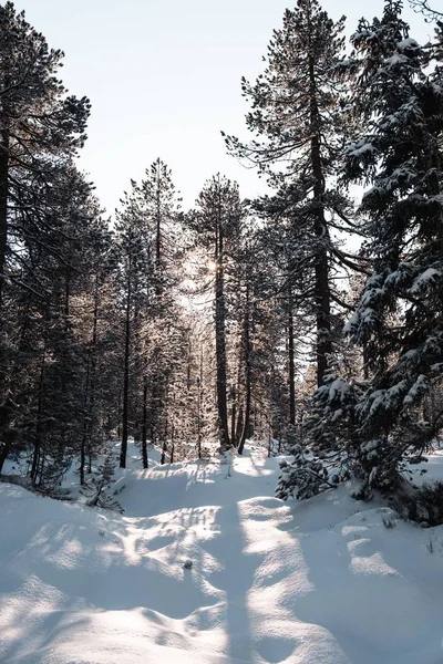 Vertikální záběr lesa s vysokými stromy v zimě — Stock fotografie