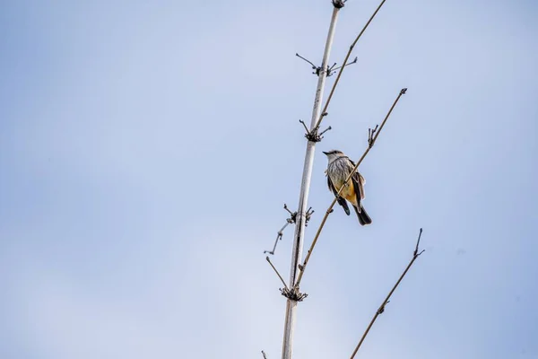 Bottom view shot of the sparrow on the dry tree branch — Stock Photo, Image