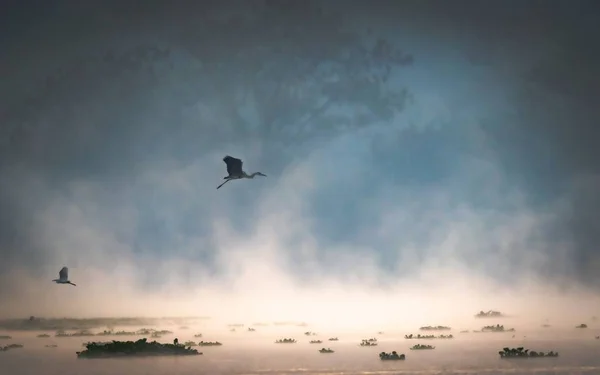 Hermoso tiro de un pájaro volando en el cielo con un fondo nebuloso. —  Fotos de Stock