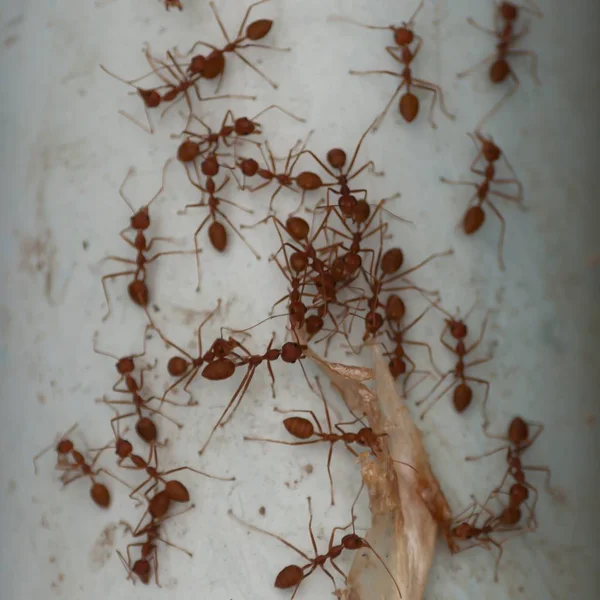 Накладний знімок червоних мурах, що несуть листя на сталевій трубі — стокове фото