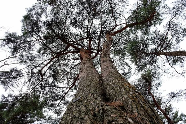 Низький кут зйомки високого соснового дерева в громадському парку на фоні хмарного неба — стокове фото