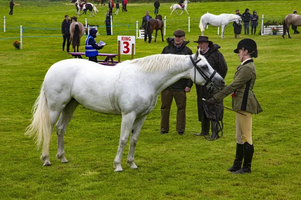 Murrisk County Mayo Ireland Jul 2019 Competitor Shows Her Pony — Stock Photo, Image