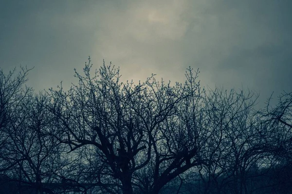 Eerie girato di una silhouette di alberi in un campo in una giornata cupa — Foto Stock