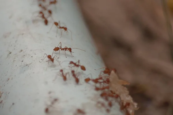 Selective focus shot of a red ant on the steel blue pipe — Stock Photo, Image