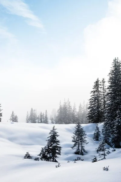 Vertical shot of a forest with tall trees in winter — Stock Photo, Image
