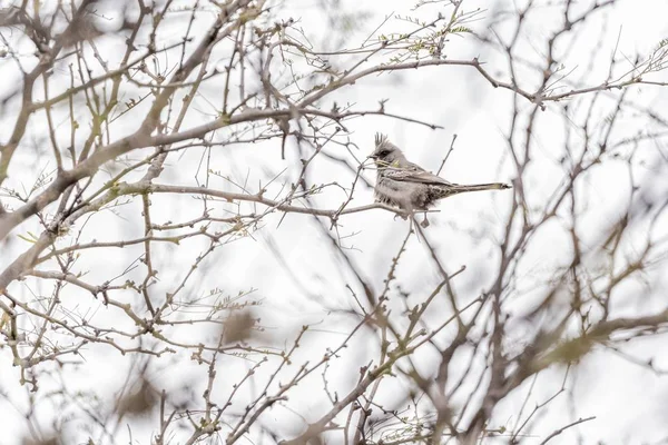 Mise au point sélective d'un oiseau gris sur la branche de l'arbre — Photo