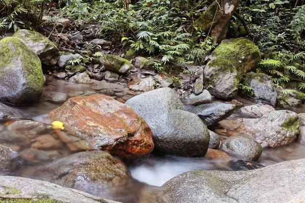 Close-up shot van het water bloeien door verschillende rotsen in het bos — Stockfoto