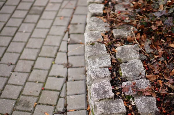 Närbild av kullersten på en trottoar täckt av mossor och löv under hösten — Stockfoto