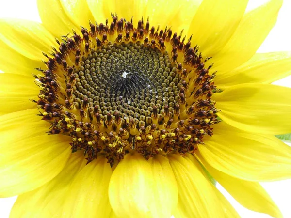 Närbild skott av en gul solros på en vit bakgrund — Stockfoto