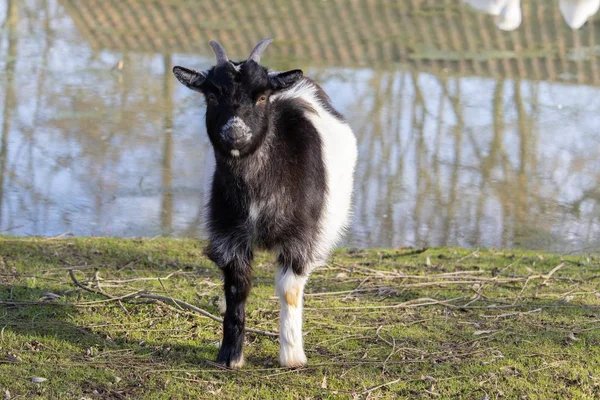 Plan Une Chèvre Noire Blanche Debout Sur Champ Herbeux Côté — Photo