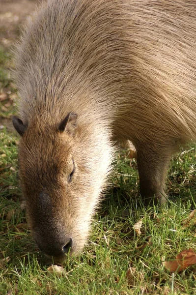 Pionowe ujęcie gryzonia capybara na trawie w słoneczny dzień — Zdjęcie stockowe