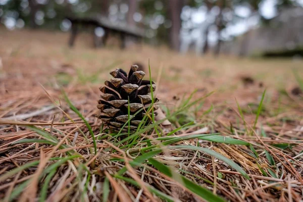 Closeup shot of a pine cone on a grassy ground of a public park in Tokyo, Japan — Stock Photo, Image