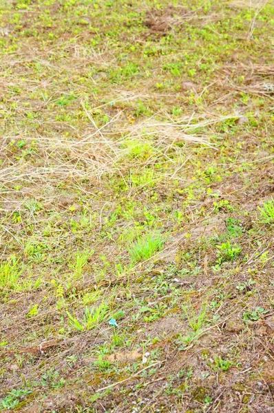 화창 한 날푸른 풀과 마른 풀로 뒤덮인 지면을 수직으로 찍은 사진 — 스톡 사진