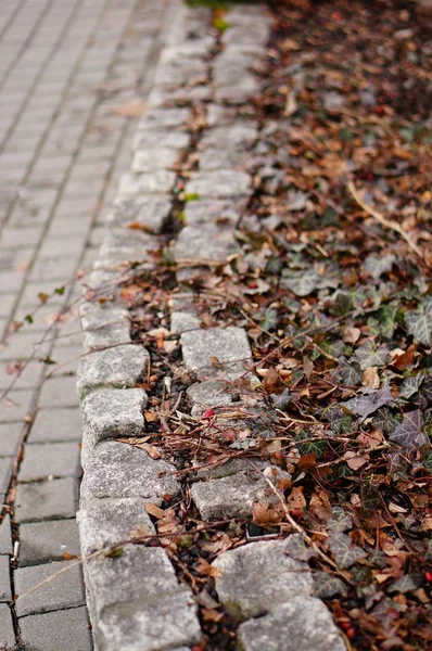 Fermeture des pavés sur un trottoir recouvert de mousses et de feuilles à l'automne — Photo