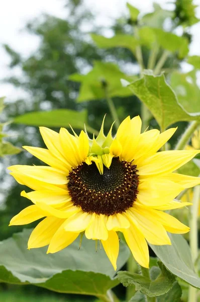 Closeup Shot Bright Sunflower Leaves Background — Stock Photo, Image