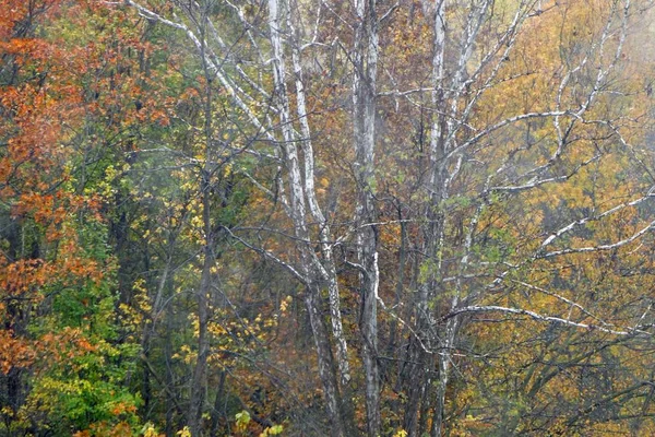Gyönyörű felvétel egy platánfa ágairól, tele színes levelekkel ősszel Missouriban. — Stock Fotó