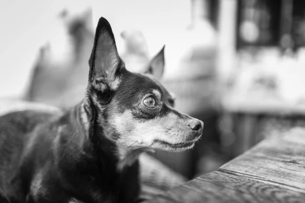 Kulakları havada şirin bir köpeğin gri ölçekli görüntüsü. — Stok fotoğraf