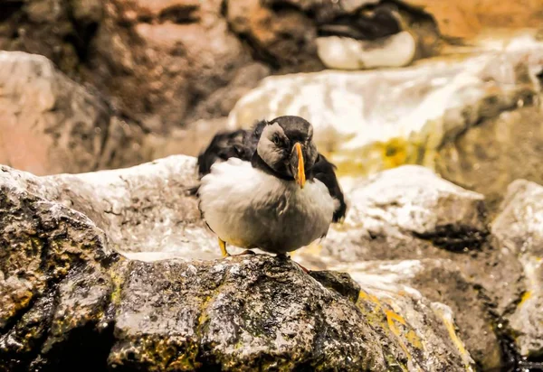 İspanya, Kanarya Adaları 'ndaki bir kaya oluşumunda oturan vahşi bir ördeğin yakın plan çekimi. — Stok fotoğraf