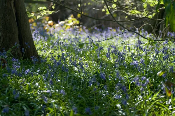 Forest ground covered with bluebell flowers in spring