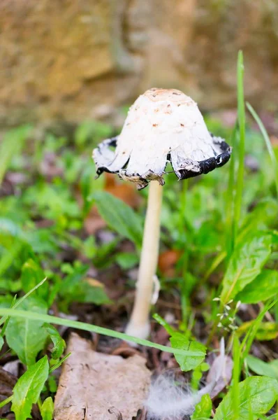 Closeup Vertical Agaric Cercado Por Folhas Sob Luz Solar Com — Fotografia de Stock