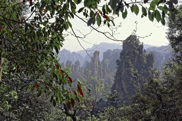 Cliff junto a la montaña cubierta de árboles y vegetación. — Foto de Stock