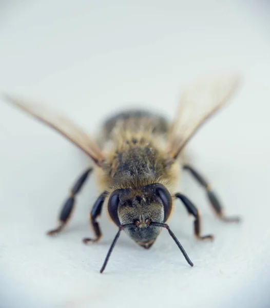 Nahaufnahme einer Biene mit einer weißen Unschärfe im Hintergrund — Stockfoto