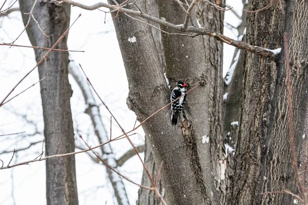 Cute pileated woodpecker on a tree in the winter — Stock Photo, Image