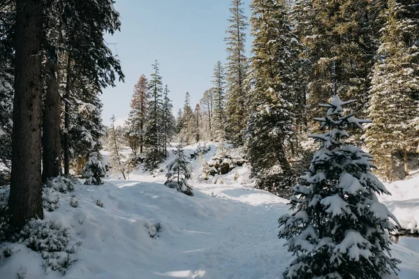 Woud omgeven door bomen bedekt met de sneeuw onder het zonlicht in de winter — Stockfoto