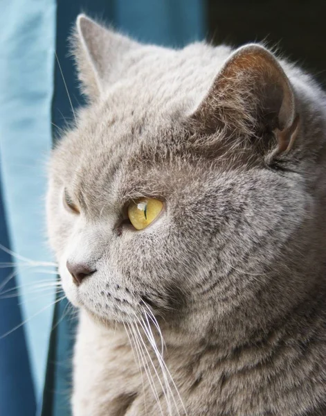 Hermoso disparo de un cute kitten mirando en la dirección de una luz. — Foto de Stock