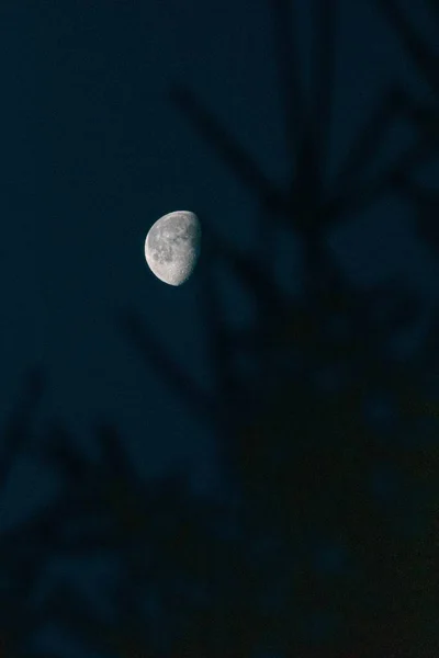 Closeup shot of a moon with a dark blue sky and a silhouette of a tree nearby — kuvapankkivalokuva
