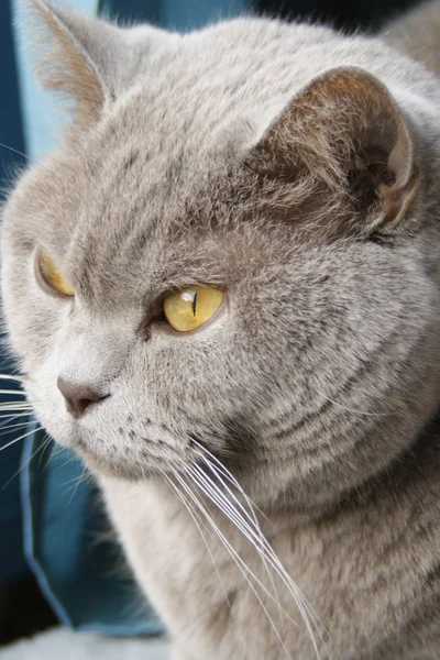 Tiro vertical de um gatinho bonito com olhos verdes olhando para fora da janela — Fotografia de Stock