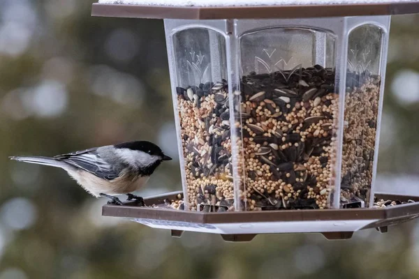 Маленький милий птах сидить на підгодівниці і їсть взимку — стокове фото