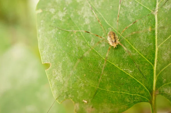 Closeup Shot Brown Arachnid Long Legs Leaf — Stock Photo, Image