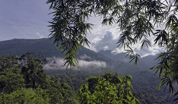 Photographie grand angle de plusieurs arbres dans la forêt sur la montagne — Photo