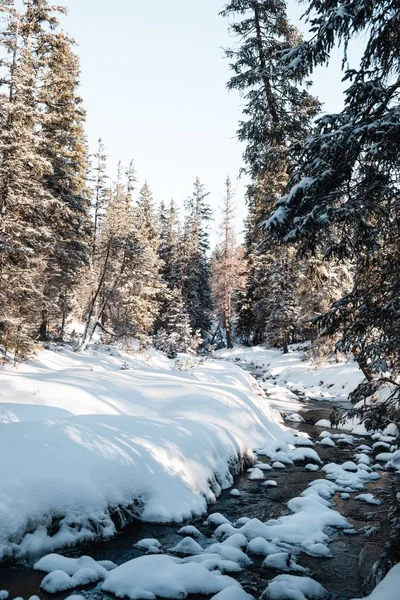 冬に背の高い木の森の垂直ショット — ストック写真
