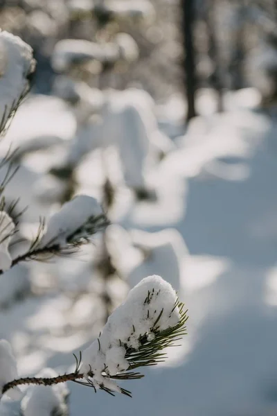 Nahaufnahme von immergrünen Blättern im Schnee unter dem Sonnenlicht mit verschwommenem Hintergrund — Stockfoto