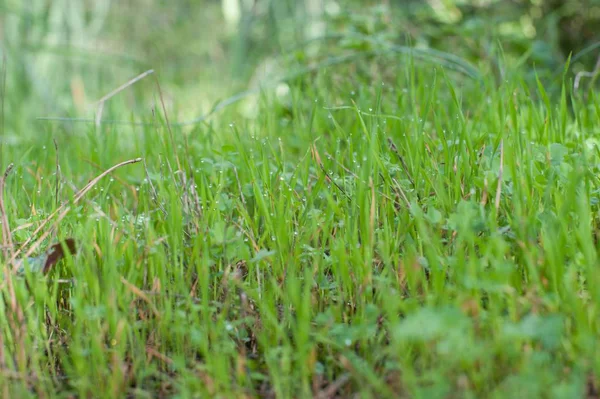 Une Mise Point Sélective Gouttes Rosée Sur Herbe Verte Avec — Photo