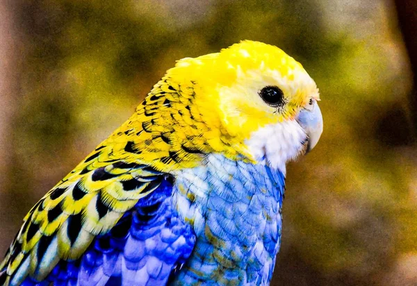Närbild av en papegoja med vackra färgglada fjädrar på Kanarieöarna, Spanien — Stockfoto