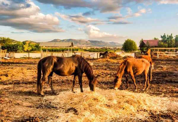 Pferde weiden auf einem Feld auf den Kanarischen Inseln, Spanien — Stockfoto