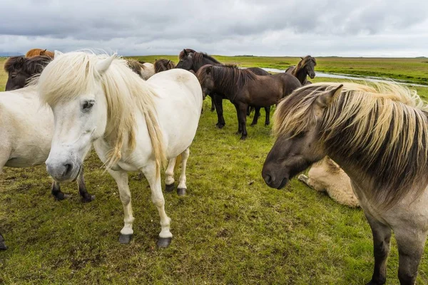 Gräsbevuxen Åker Med Hästar Som Går Omkring — Stockfoto