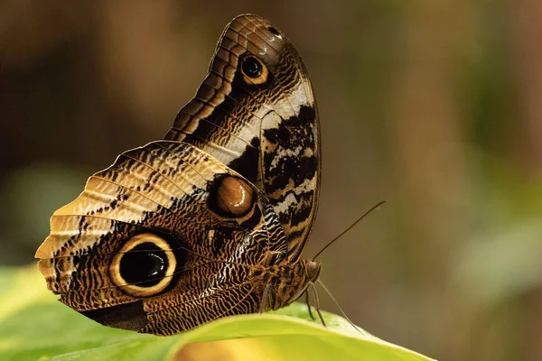 Närbild bild av en vacker fjäril på en suddig bakgrund — Stockfoto
