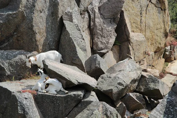 Dos Cabras Descansando Gran Roca Isla Bornholm Denmark —  Fotos de Stock