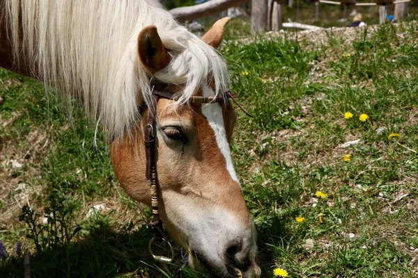 森の中に長い馬の放牧と茶色の馬の閉鎖ショット — ストック写真