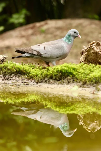 Vertical Shot Beautiful Stock Dove Reflecting Lake — Stock Photo, Image