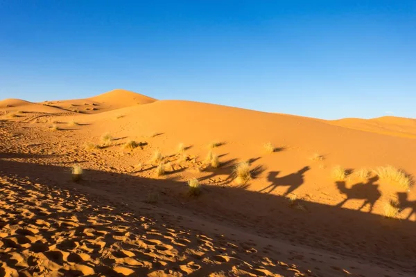 Una Sombra Gente Sentada Camello Desierto Del Sahara Erg Chebbi — Foto de Stock