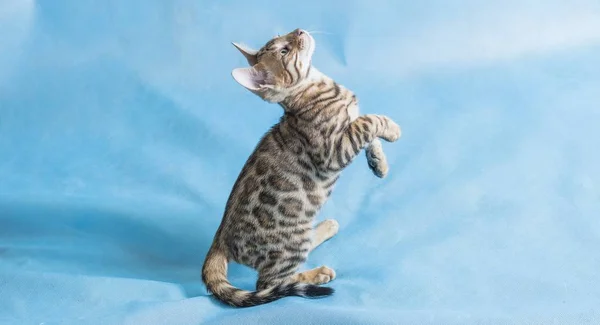 위에서 연주하고 귀여운 고양이의 스튜디오 — 스톡 사진