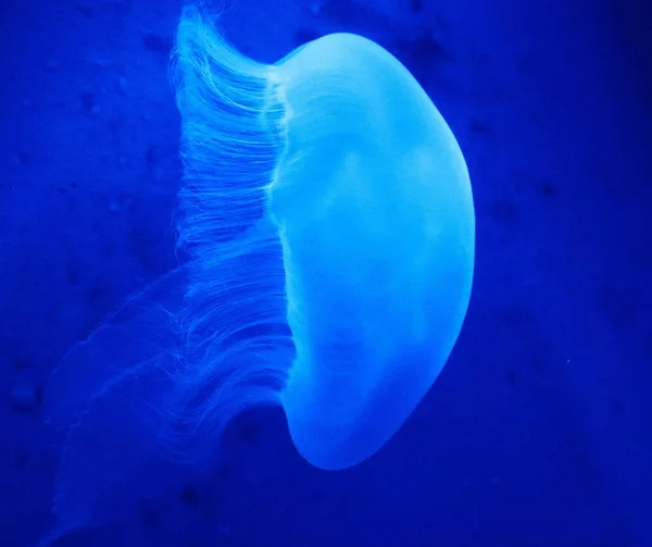 Gros plan d'une énorme méduse dans l'océan — Photo