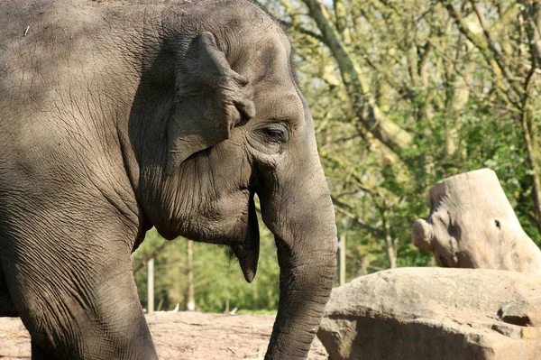Matka Malý Slon Lese Během Dne — Stock fotografie