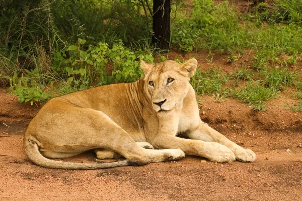 Lion Est Africain Couché Sur Sol Entouré Verdure Sous Lumière — Photo